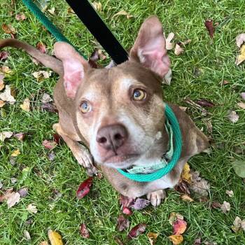 Rescue Mixed Breed Dogs for Adoption in Wantagh, New York - Dusty | PetCurious