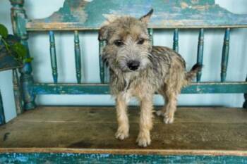 Schnauzer and Fox Terrier Dogs Available for Adoption in San Antonio, Texas - Chai | PetCurious