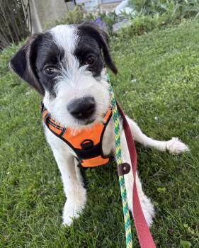 Great Pyrenees Dogs Available for Adoption in Avondale, Pennsylvania - Elsa | PetCurious