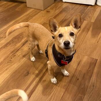 Colby -  Chihuahua and Dachshund Dog for Adoption in Boulder, Colorado - Colby | PetCurious