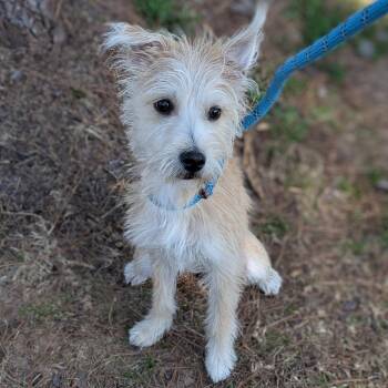Terrier Dogs Available for Adoption - Circus Baby | PetCurious