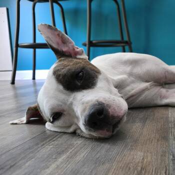 Congaree -  Pit Bull Terrier Dog for Adoption in Columbia, South Carolina - Congaree | PetCurious