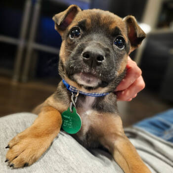 Rescue Mixed Breed Dogs for Adoption in Buffalo, Minnesota - Echo | PetCurious