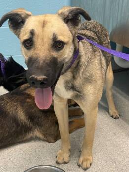 Shepherd and Mixed Breed Dogs Available for Adoption in Frankfort, Kentucky - Bronte | PetCurious