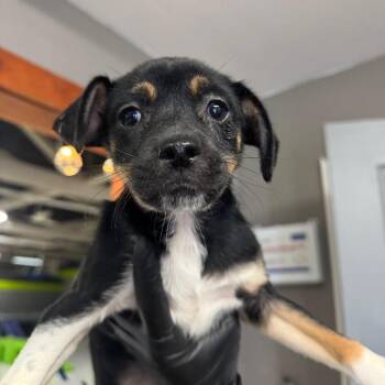 Pug Dogs Available for Adoption in Tacoma, Washington - Chuck | PetCurious