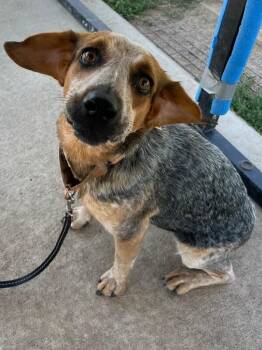 Cotopaxi -  Beagle and Mixed Breed Dog for Adoption in Fort Collins, Colorado - Cotopaxi | PetCurious