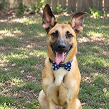 ACE GS -  German Shepherd Dog and Belgian Shepherd Malinois Dog for Adoption in Lucas, Texas - ACE GS | PetCurious