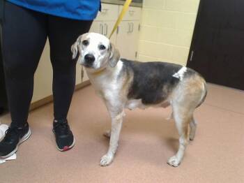 Plott Hound and Labrador Retriever Dogs Available for Adoption in Cookeville, Tennessee - BURB GIRL | PetCurious