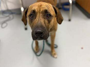 Mixed Breed Dogs Available for Adoption in St. Cloud, Florida - JUNIOR | PetCurious