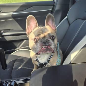 Melo -  French Bulldog Dog for Adoption in Clay, New York - Melo | PetCurious