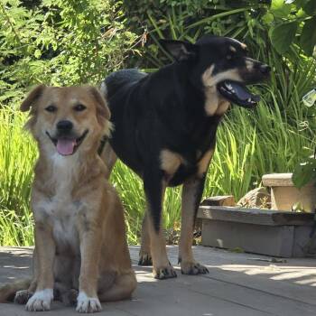 Momma Lear -  Mixed Breed Dog Available for Adoption in Frederiksted, St. Croix - Momma Lear | PetCurious