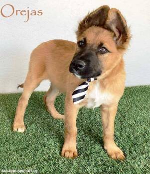 Rescue Belgian Shepherd Malinois Dogs for Adoption in San Diego, California - Orejas | PetCurious