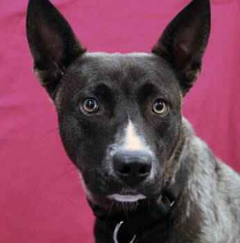 Neo (AO36689) -  Australian Kelpie Dog for Adoption in Kansas City, Kansas - Neo (AO36689) | PetCurious