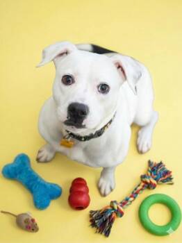 Pit Bull Terrier and Mixed Breed Dogs Available for Adoption - Lola | PetCurious