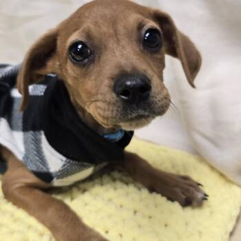 Chihuahua and Dachshund Dogs Available for Adoption - Petals The Puppy | PetCurious