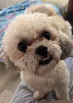 Lulu -  Shih Poo Dog for Adoption in Franklin, Tennessee - Lulu | PetCurious