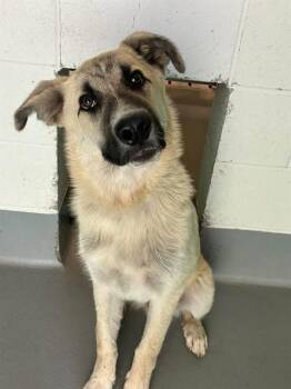 A256289 -  Great Pyrenees and Mixed Breed Dog for Adoption in Visalia, California - A256289 | PetCurious