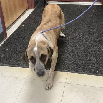 Coonhound and Mixed Breed Dogs Available for Adoption - Rice | PetCurious