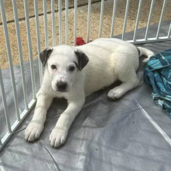 Australian Cattle Dog Blue Heeler Dogs Available for Adoption in Fredericksburg, Virginia - Dill | PetCurious