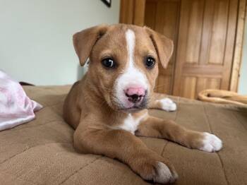 Rose -  Mixed Breed Dog for Adoption in Bemidji, Minnesota - Rose | PetCurious