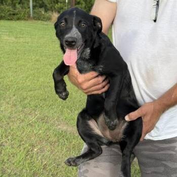 Hazel -  Australian Cattle Dog Blue Heeler and Mixed Breed Dog for Adoption in Marshall, Texas - Hazel | PetCurious