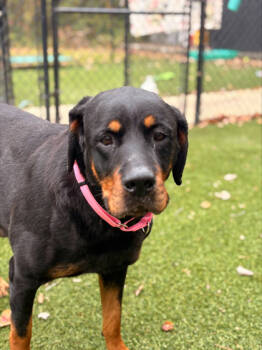 Rescue Rottweiler and Mixed Breed Dogs for Adoption in West Chester, Pennsylvania - Kiara | PetCurious