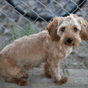 Dash (MY26-97) -  Coton De Tulear and Poodle Dog for Adoption in Peyton, Colorado - Dash (MY26-97) | PetCurious