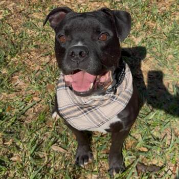 Boxer and American Staffordshire Terrier Dogs Available for Adoption in Houston, Texas - Aiden McReddy........to :Love 