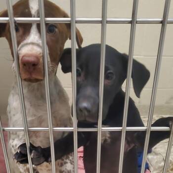 Dunkin -  German Shorthaired Pointer Dog for Adoption - Dunkin | PetCurious