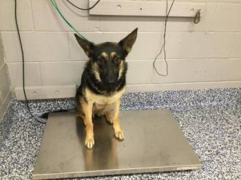 A1923499 -  German Shepherd Dog Dog for Adoption in Thousand Palms, California - A1923499 | PetCurious