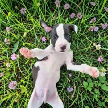 Barry -  Pit Bull Terrier Dog for Adoption in Fort Worth, Texas - Barry | PetCurious