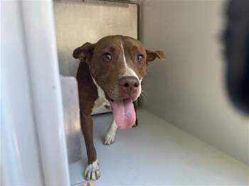 Rescue Pit Bull Terrier and Mixed Breed Dogs for Adoption in Houston, Texas - A644782 | PetCurious