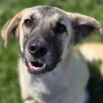 Anatolian Shepherd Dogs Available for Adoption in Normal, Illinois - Beowulf | PetCurious