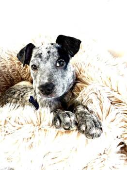 EMBER -  Labrador Retriever Dog for Adoption in Broomfield, Colorado - EMBER | PetCurious
