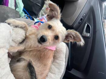 Rescue Cairn Terrier Dogs for Adoption in Conroe, Texas - Ellie | PetCurious
