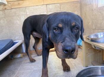 Coco -  Rottweiler Dog for Adoption in Gilbert, Arizona - Coco | PetCurious