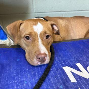 Shortcake -  Mixed Breed Dog for Adoption in Columbus, North Carolina - Shortcake | PetCurious