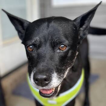 Black Labrador Retriever and Shepherd Dogs Available for Adoption in Valdosta, Georgia - Trixie | PetCurious