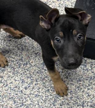 Thunder -  Shepherd Dog for Adoption in Golden, Colorado - Thunder | PetCurious