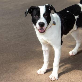 Pit Bull Terrier and Mixed Breed Dogs Available for Adoption in St. Louis, Missouri - SAGUARO | PetCurious