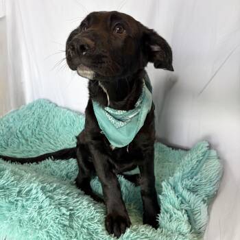 Dimorphodon -  Mixed Breed Dog for Adoption in Canal Winchester, Ohio - Dimorphodon | PetCurious