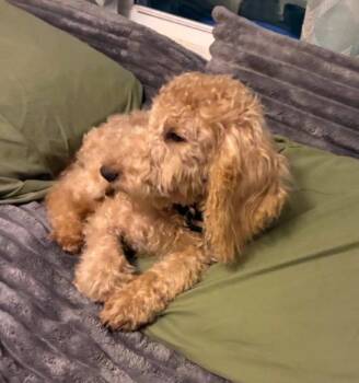 May -  Standard Poodle Dog for Adoption in Churchville, New York - May | PetCurious
