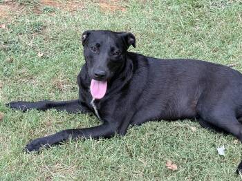 Cherry -  Black Labrador Retriever Dog for Adoption in Pottsboro, Texas - Cherry | PetCurious