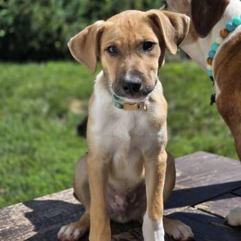 HUDSON -  Anatolian Shepherd and Retriever Dog for Adoption in Lincoln, Nebraska - HUDSON | PetCurious