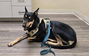 Mimi -  Doberman Pinscher Dog for Adoption in Minneapolis, Minnesota - Mimi | PetCurious