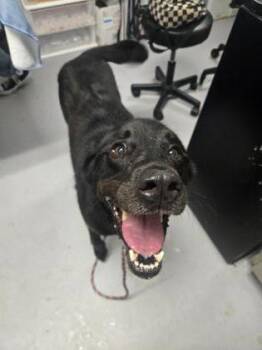 Zada -  Mixed Breed Dog for Adoption in West Chester, Pennsylvania - Zada | PetCurious