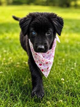 Summer -  Flat Coated Retriever and Mixed Breed Dog for Adoption in Morton Grove, Illinois - Summer | PetCurious