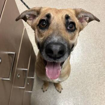 German Shepherd Dog and Mixed Breed Dogs Available for Adoption in Bristol, Indiana - Kiwi | PetCurious