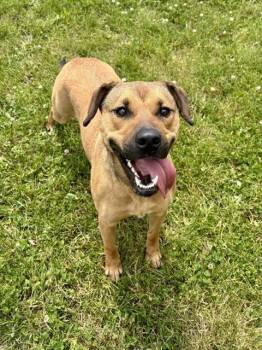 Black Mouth Cur and Mixed Breed Dogs Available for Adoption in Kalamazoo, Michigan - WALLEN | PetCurious