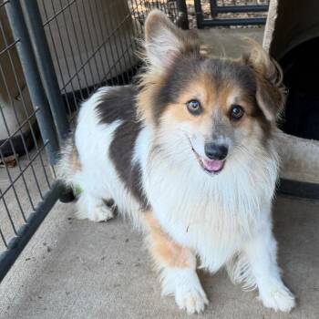 Sebastian -  Corgi and Shetland Sheepdog Sheltie Dog for Adoption in Sequatchie, Tennessee - Sebastian | PetCurious